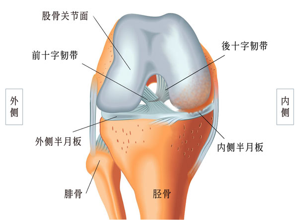膝关节结构图