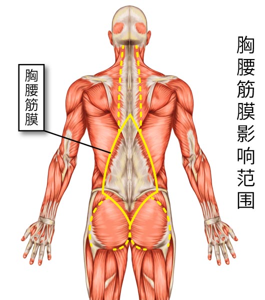 胸腰筋膜是整条脊椎、骨盆、及四肢之间力量传递的关键