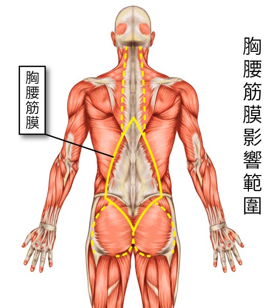 胸腰筋膜是脊椎、骨盆、及四肢之間力量傳遞的關鍵